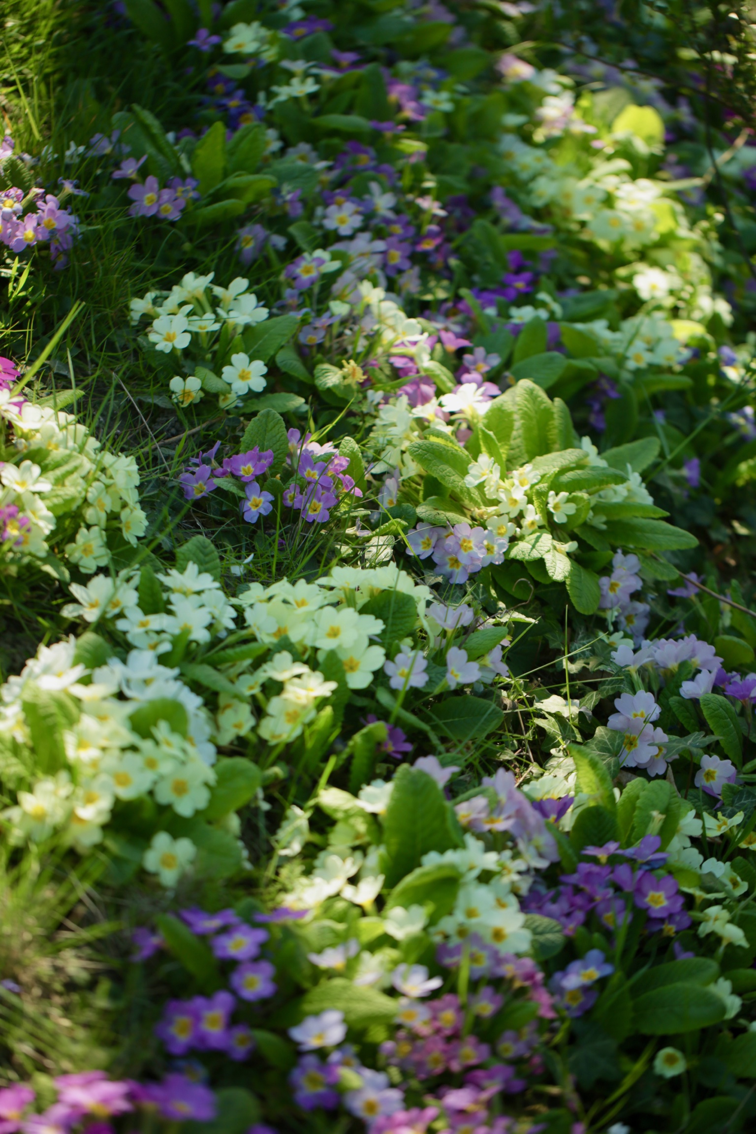 A la découverte de notre jardin…