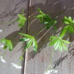 ASPERULE_ODORANTE ASPERULE_ODORANTE